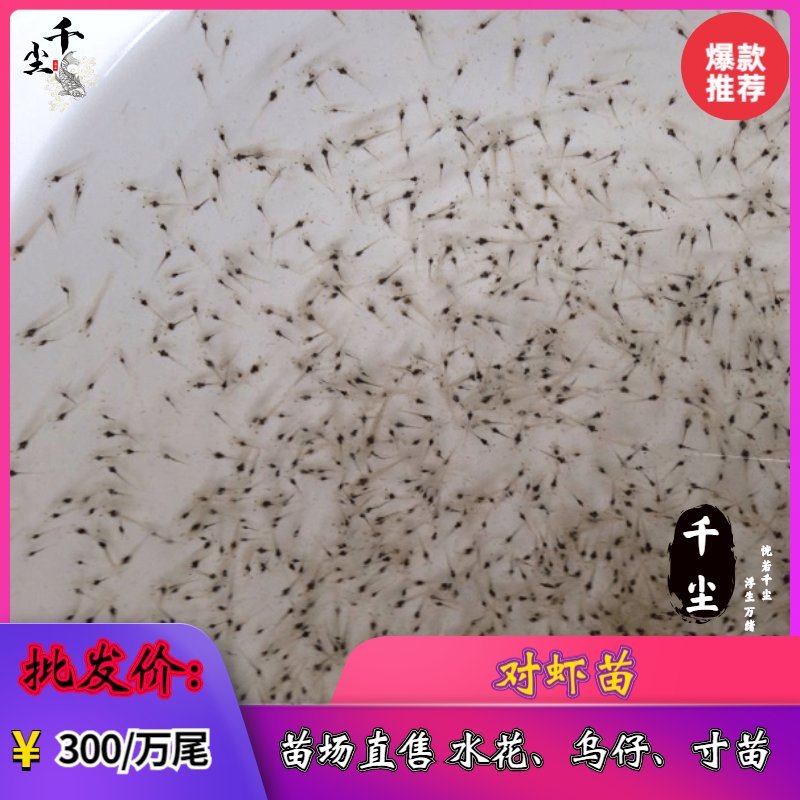 南美白对虾苗对虾苗罗氏虾苗草虾苗罗氏虾苗