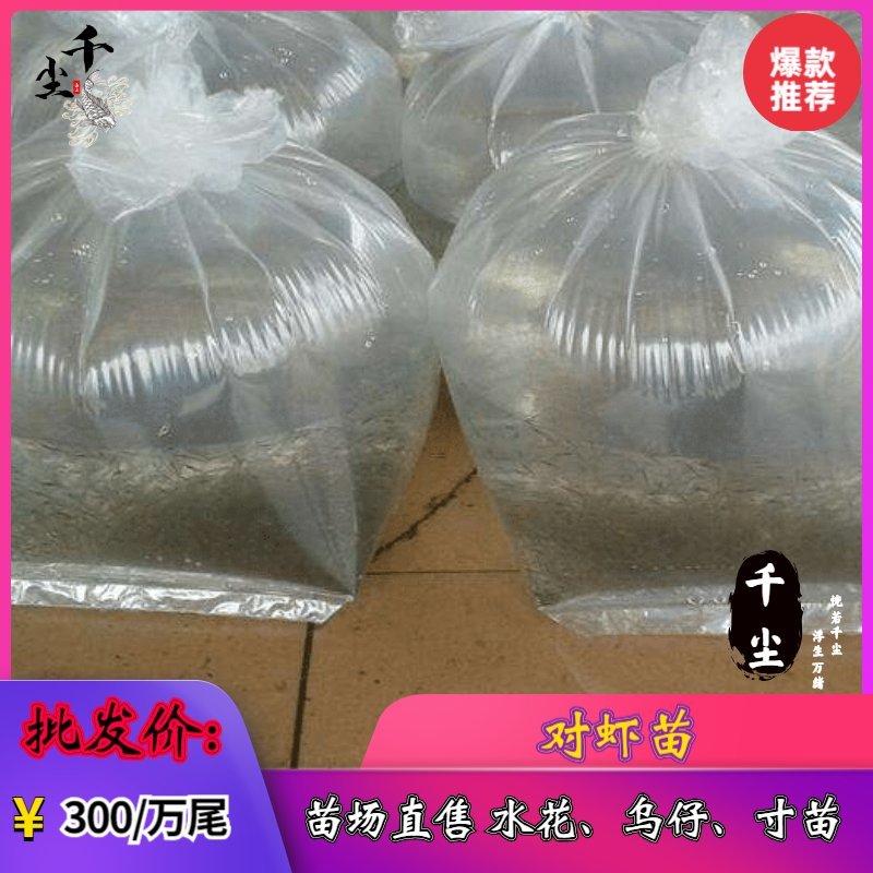 南美白对虾苗对虾苗罗氏虾苗草虾苗罗氏虾苗