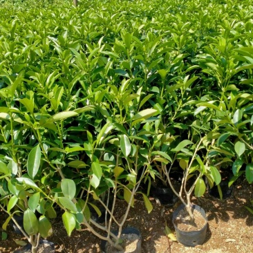 非洲茉莉
