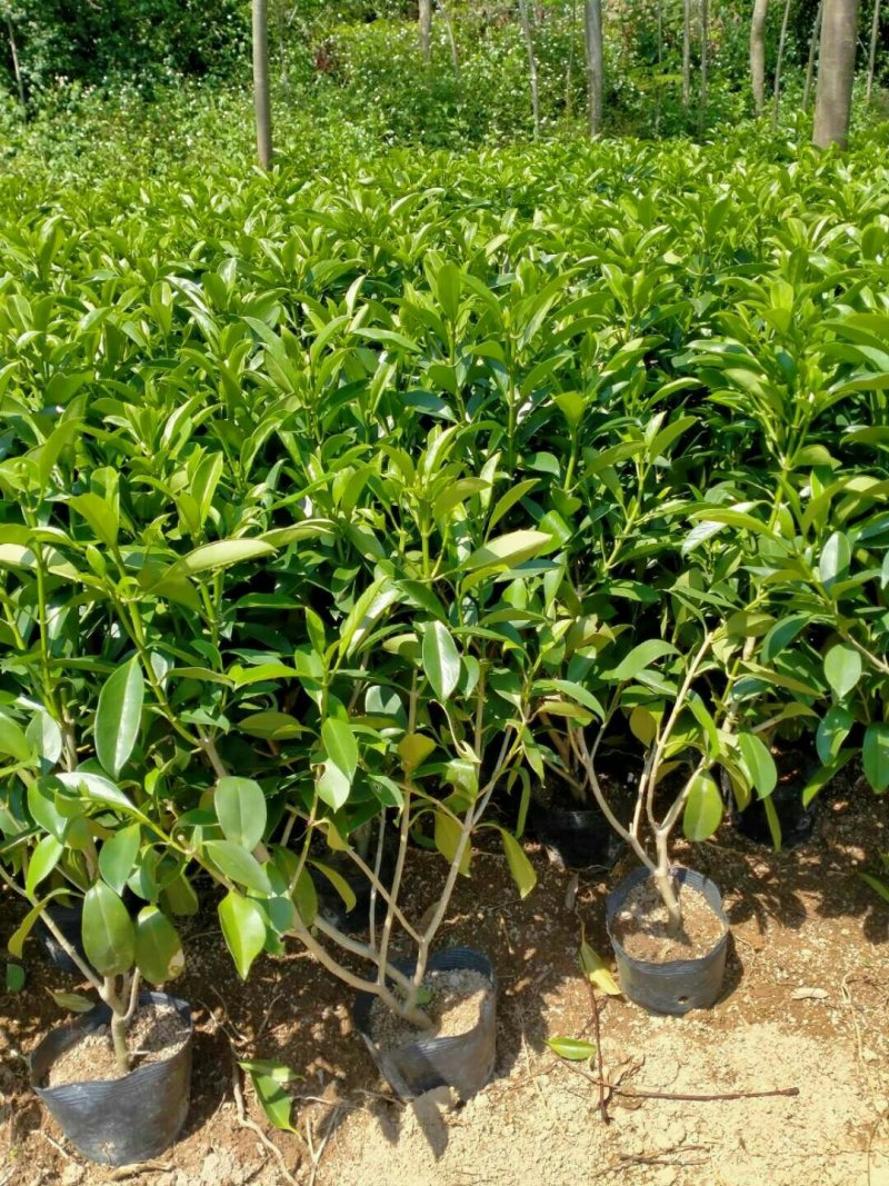非洲茉莉