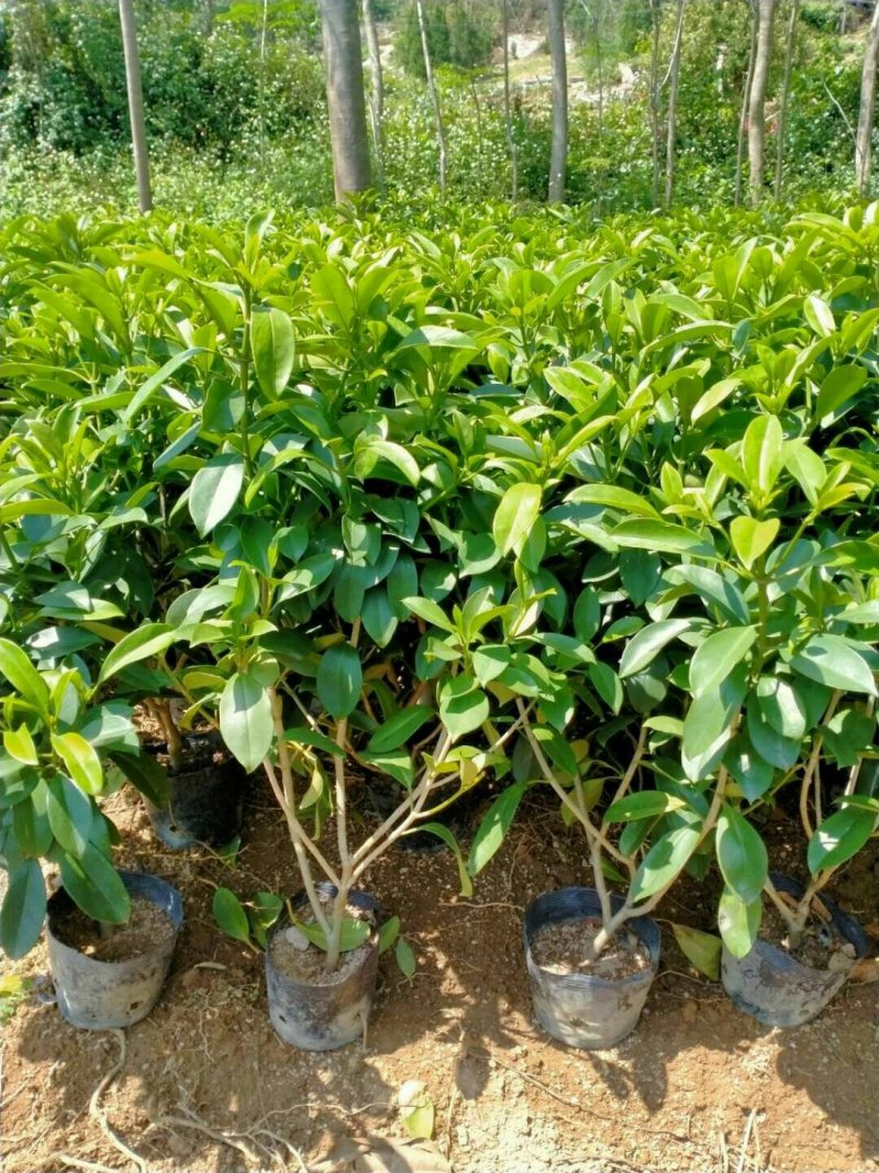 非洲茉莉
