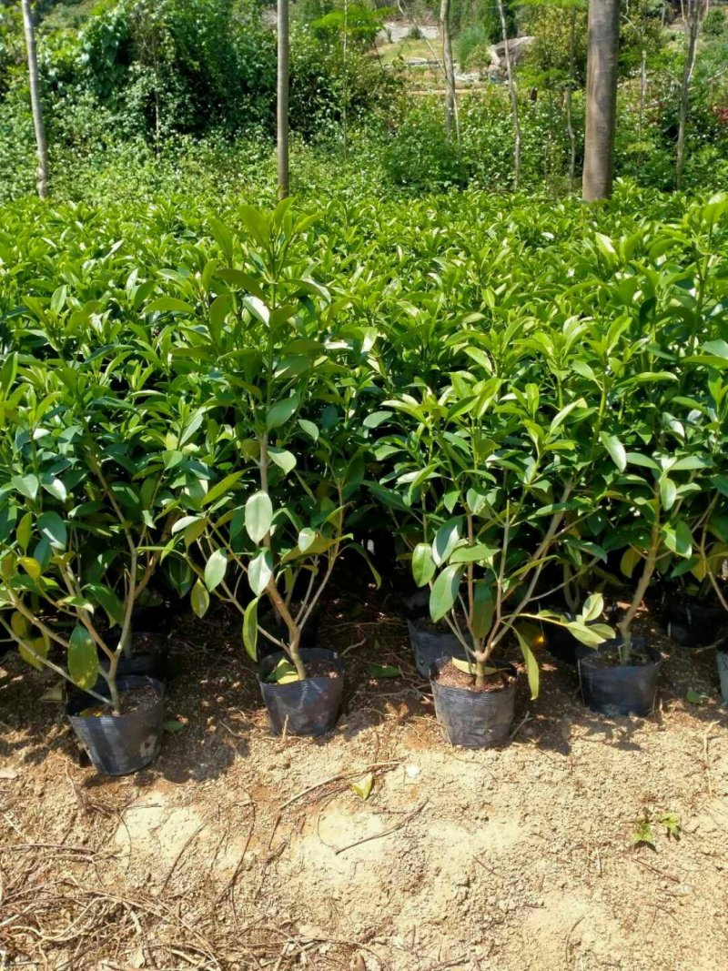 非洲茉莉