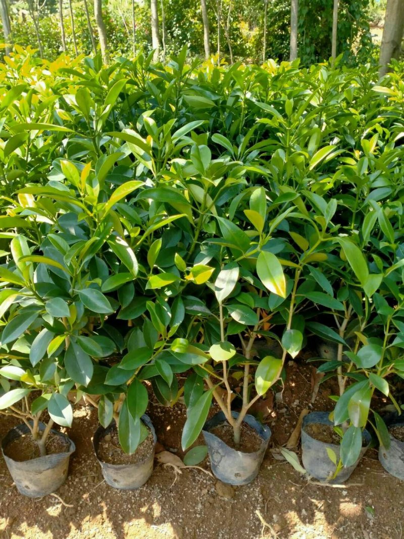 非洲茉莉