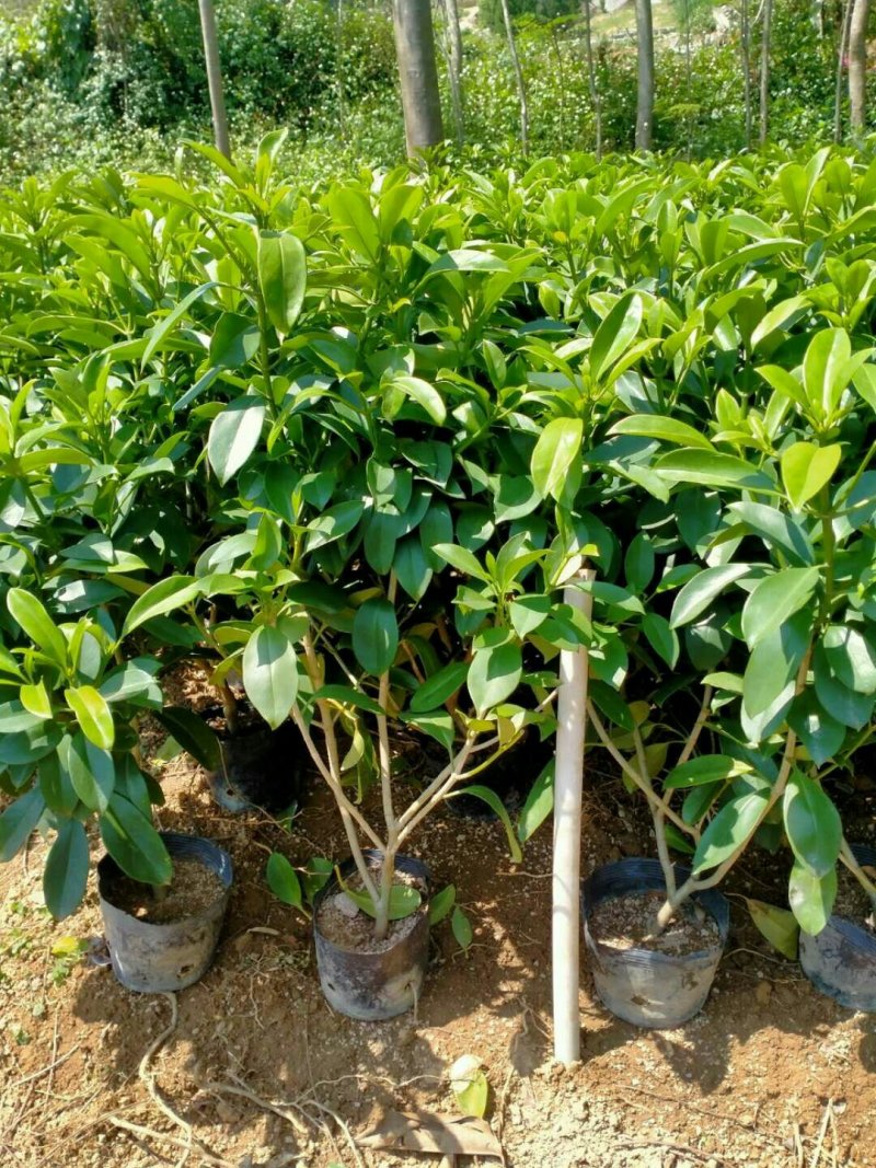 非洲茉莉