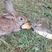 杂交比利时种兔1~2kg以下场直发支持视频看货生长周期快