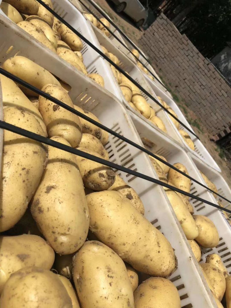 山东土豆荷兰十五土豆v7土豆货源充足价格不高