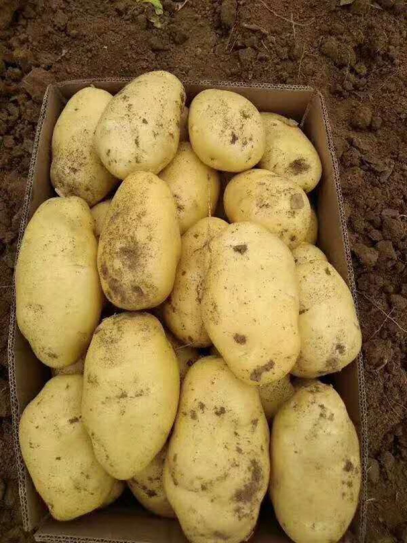 山东土豆荷兰十五土豆v7土豆货源充足价格不高