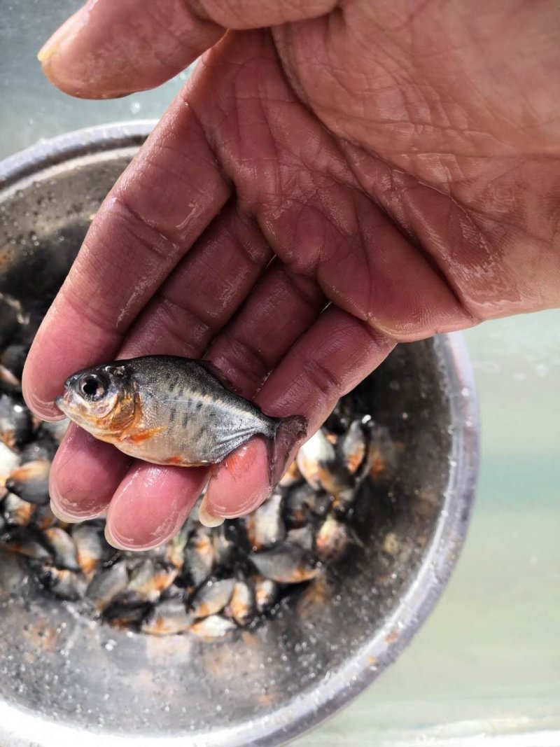 淡水白鲳鱼苗鲳鱼苗红鲳鱼苗白鲳鱼苗武昌鱼苗
