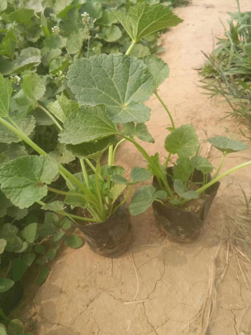 蜀葵，基地一手货源，常年销售各种绿化苗木