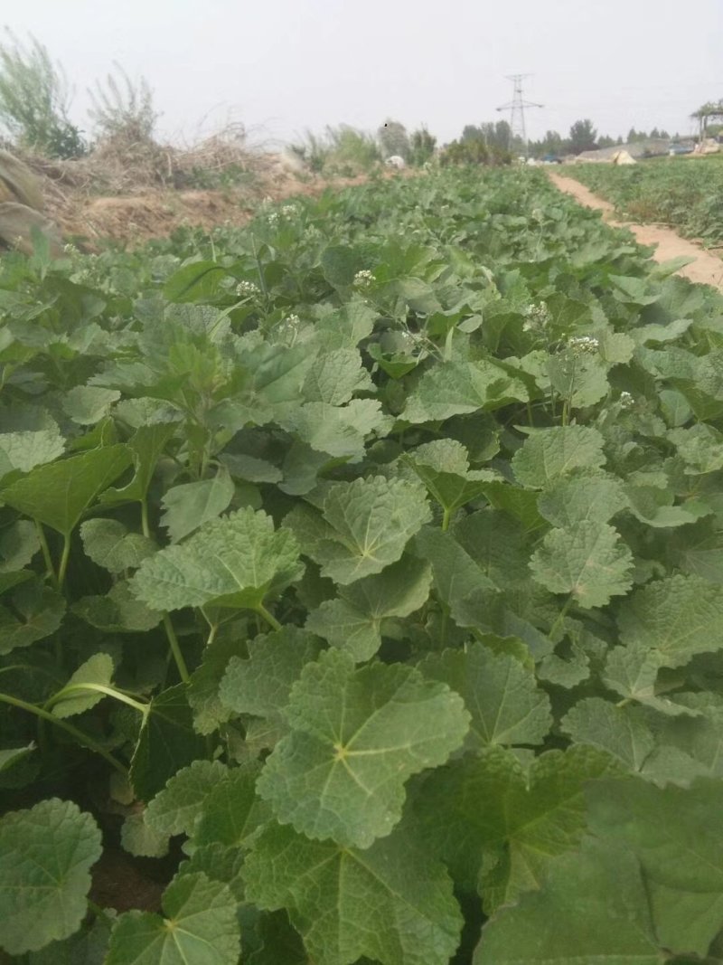 蜀葵，基地一手货源，常年销售各种绿化苗木