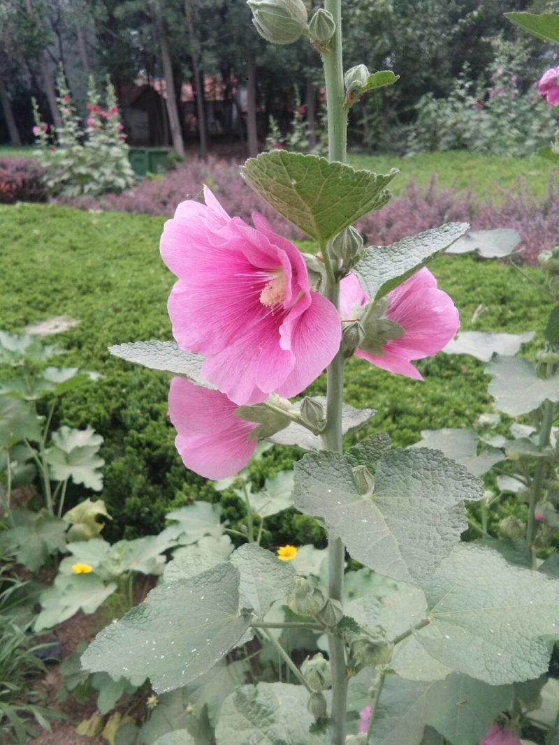 蜀葵，基地一手货源，常年销售各种绿化苗木