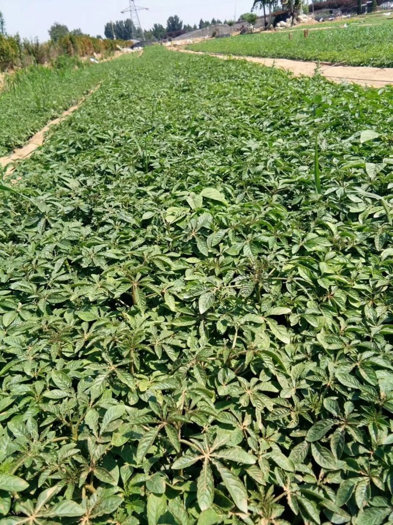 醉蝶花，基地直销，常年销售各种绿化苗木，