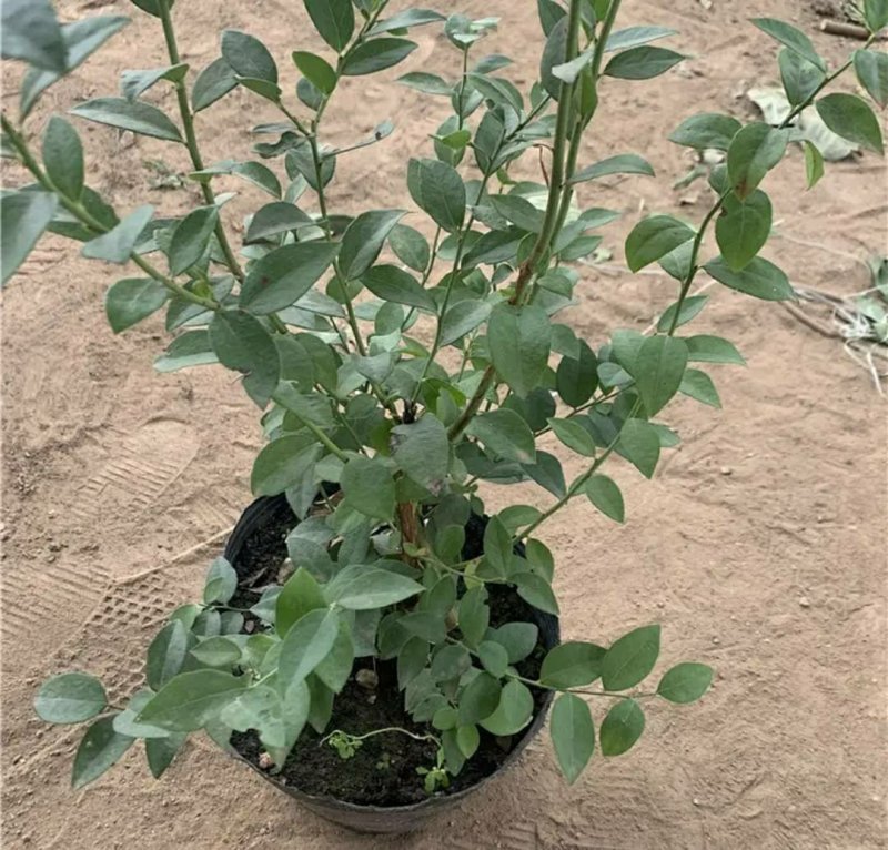 塞拉蓝莓苗盆栽地栽蓝莓树苗蓝莓苗蓝梅树苗南北方种植