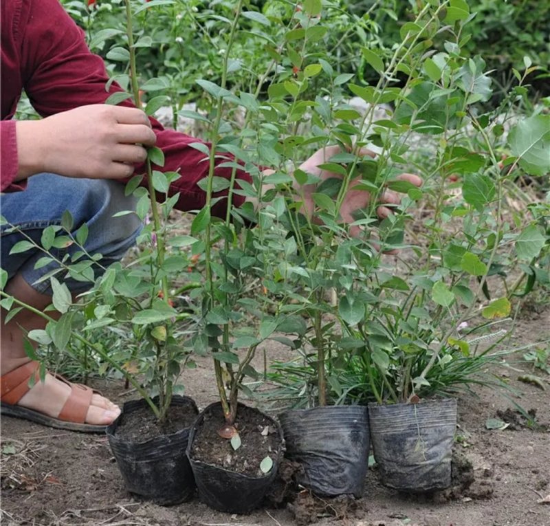兔眼蓝莓苗盆栽地栽蓝莓树苗蓝莓苗蓝梅树苗南北方种植