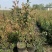 兔眼蓝莓苗盆栽地栽蓝莓树苗蓝莓苗蓝梅树苗南北方种植