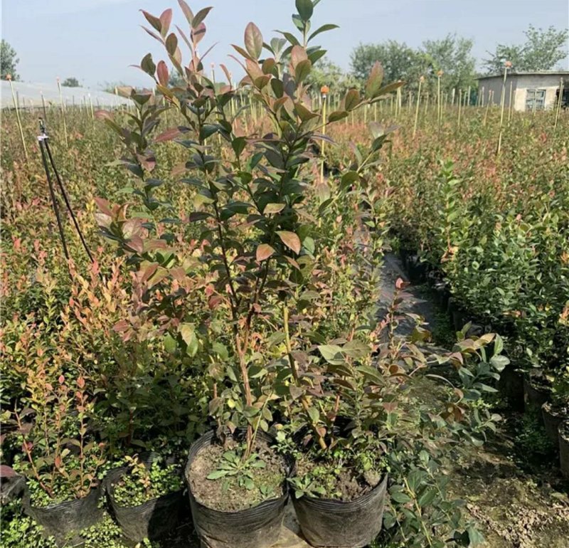 兔眼蓝莓苗盆栽地栽蓝莓树苗蓝莓苗蓝梅树苗南北方种植