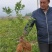黑珍珠蓝莓苗盆栽地栽蓝莓树苗蓝莓苗蓝梅树苗南北方种植