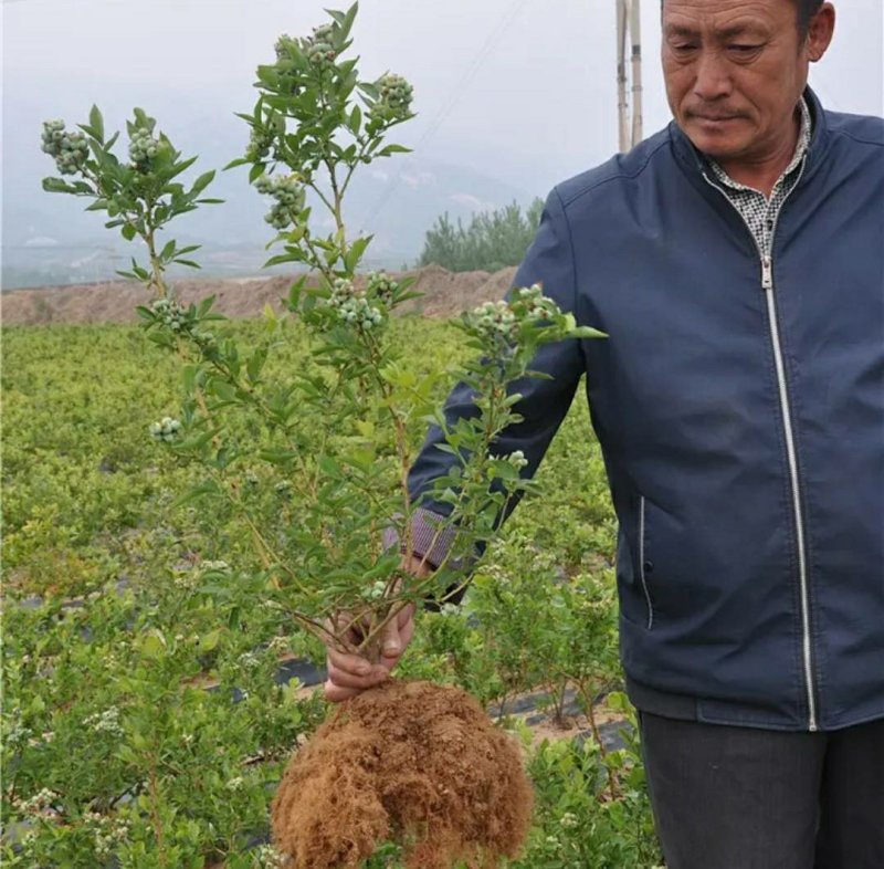 黑珍珠蓝莓苗盆栽地栽蓝莓树苗蓝莓苗蓝梅树苗南北方种植