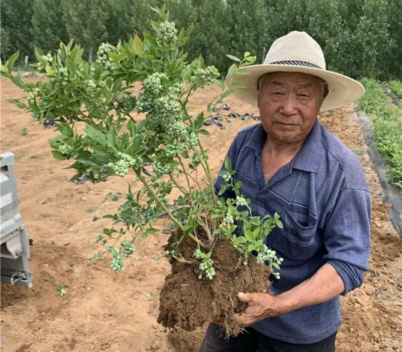 黑珍珠蓝莓苗盆栽地栽蓝莓树苗蓝莓苗蓝梅树苗南北方种植
