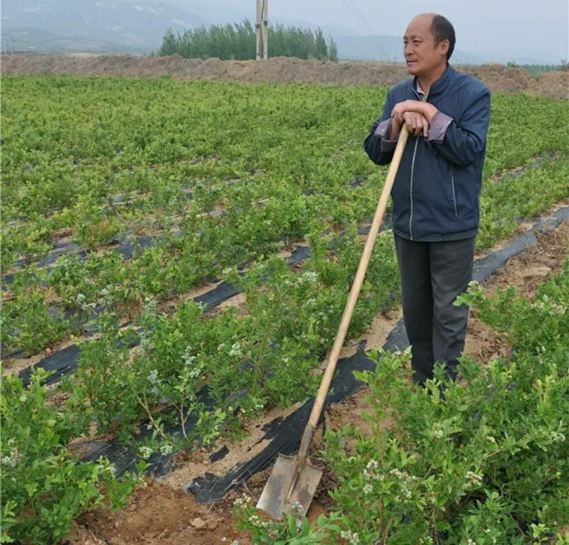 黑珍珠蓝莓苗盆栽地栽蓝莓树苗蓝莓苗蓝梅树苗南北方种植
