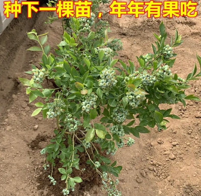 黑珍珠蓝莓苗盆栽地栽蓝莓树苗蓝莓苗蓝梅树苗南北方种植