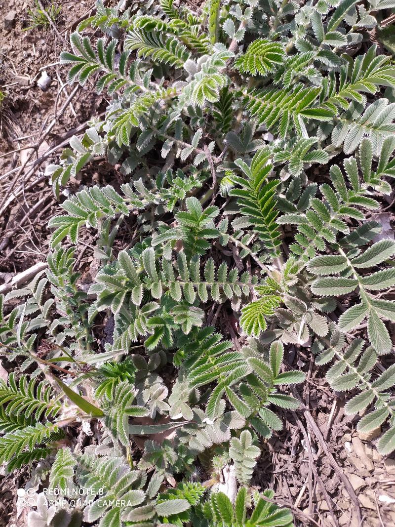 贵州毕节古夜郎大山野生药材翻白草野生全草入药下单现采现晒