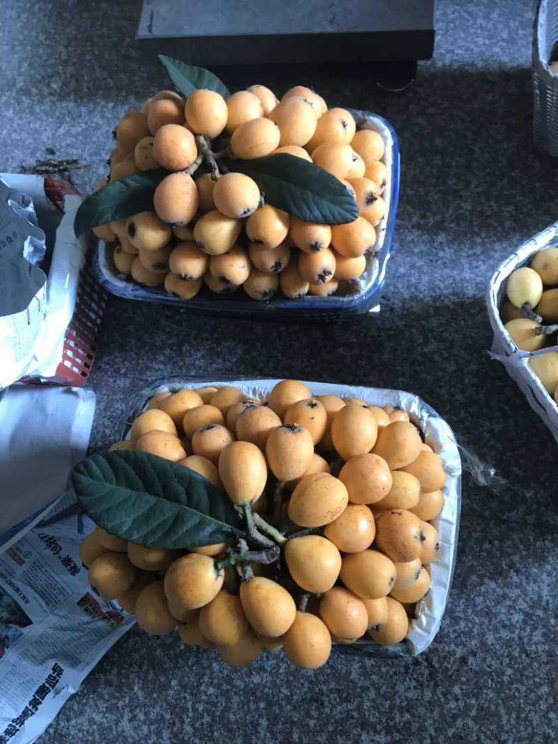 批发零售兰溪红枇杷、白枇杷