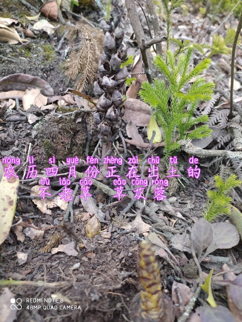 贵州毕节可乐古夜郎大山高山野生不老草草苁蓉