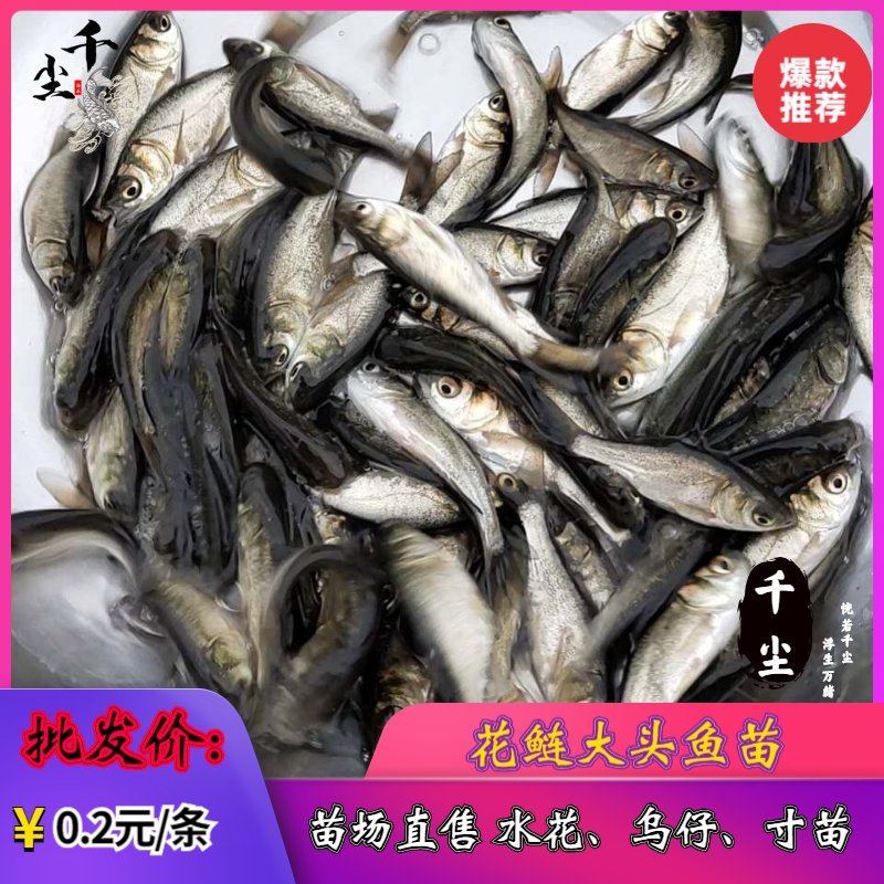 缩骨大头鱼苗花鲢苗大头鱼苗鳙鱼苗白鲢鱼苗