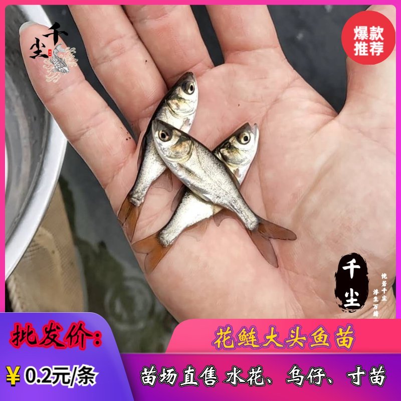 缩骨大头鱼苗花鲢苗大头鱼苗鳙鱼苗白鲢鱼苗
