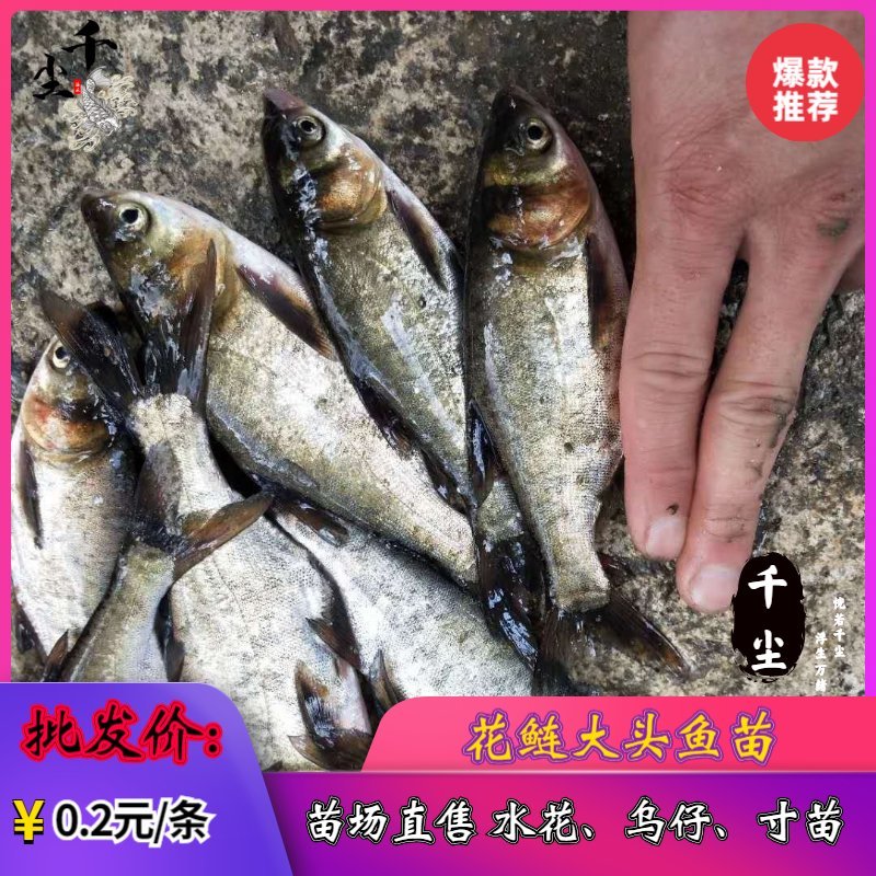 缩骨大头鱼苗花鲢苗大头鱼苗鳙鱼苗白鲢鱼苗