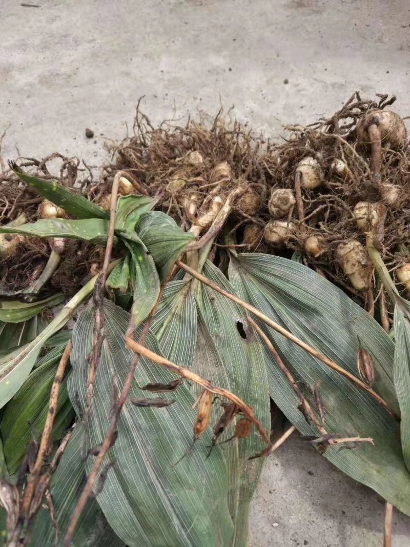 毛慈菇种苗，基地直供，一手货源