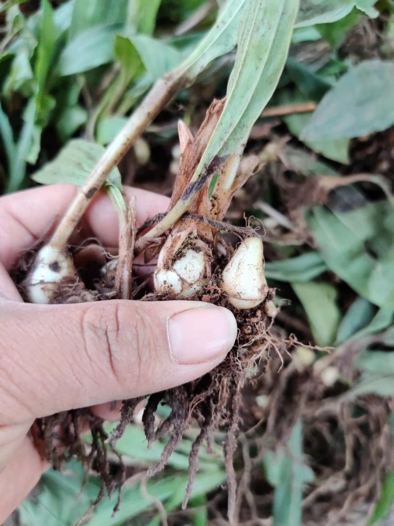 毛慈菇种苗，基地直供，一手货源