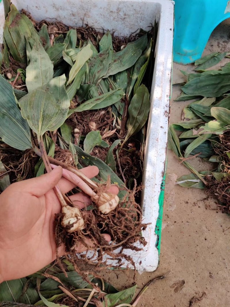 毛慈菇种苗，基地直供，一手货源
