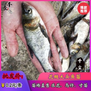 缩骨大头鱼苗花鲢苗大头鱼苗鳙鱼苗白鲢鱼苗