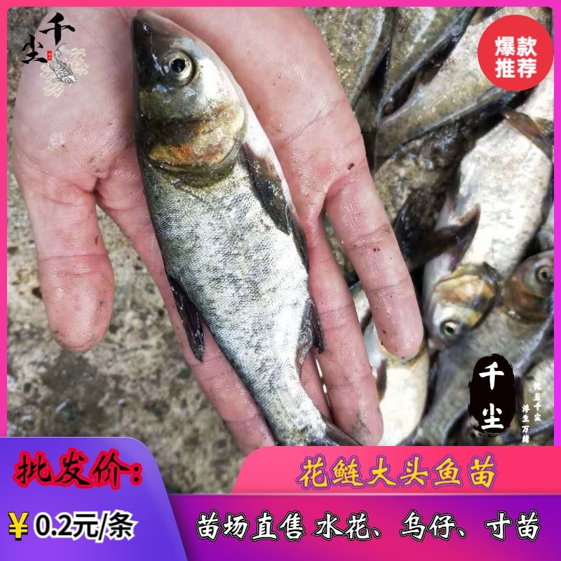 缩骨大头鱼苗花鲢苗大头鱼苗鳙鱼苗白鲢鱼苗