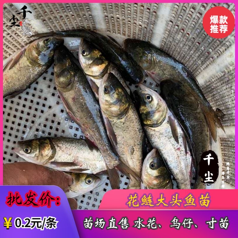 缩骨大头鱼苗花鲢苗大头鱼苗鳙鱼苗白鲢鱼苗