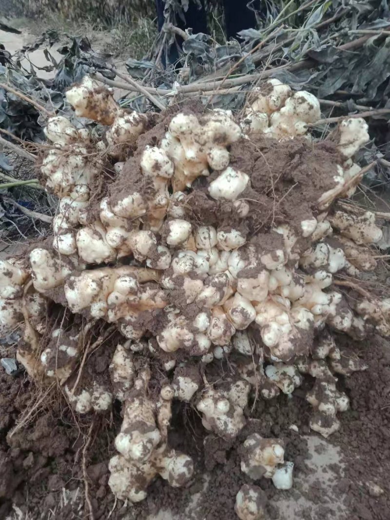 菊芋白洋姜