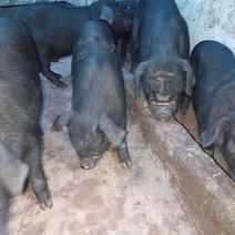 苏太母猪，黑仔猪，长白，二杂，仔猪
