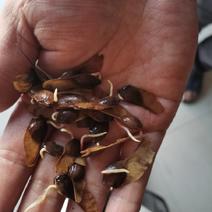 五角枫种子河北五角枫种子芽率好的没法比，一手货源质量有保