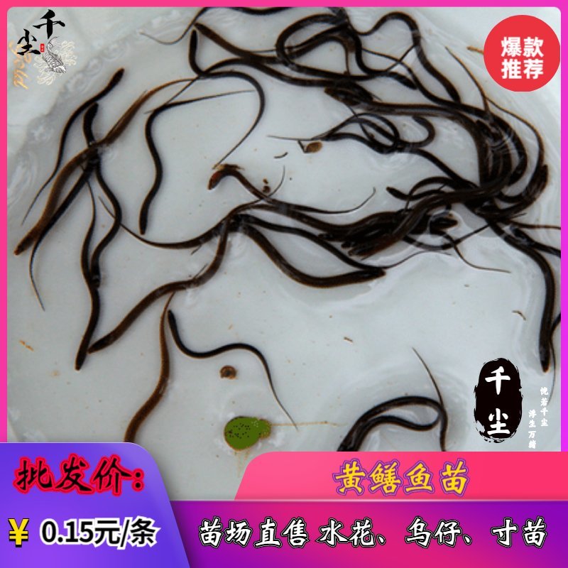 黄鳝苗华丰九黄鳝苗生长速度快、存活率高