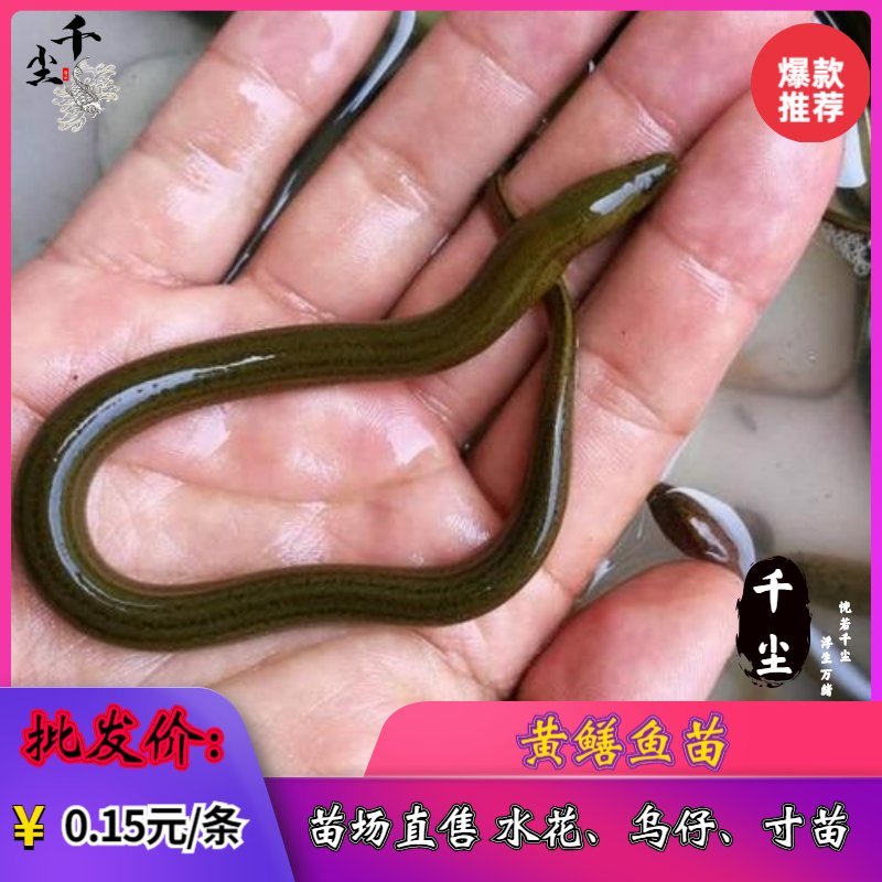 黄鳝苗华丰九黄鳝苗生长速度快、存活率高