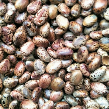 蓖麻子，常年批发供应冷背中药材红蓖麻子，量大从优
