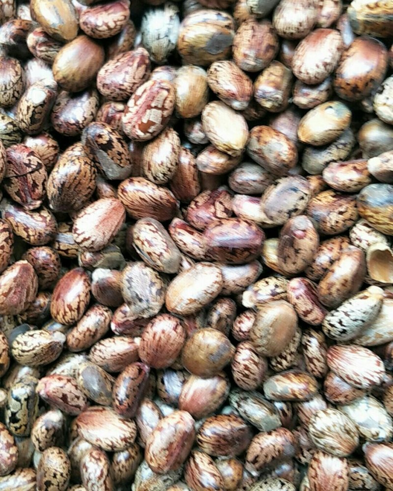蓖麻子，常年批发供应冷背中药材红蓖麻子，量大从优