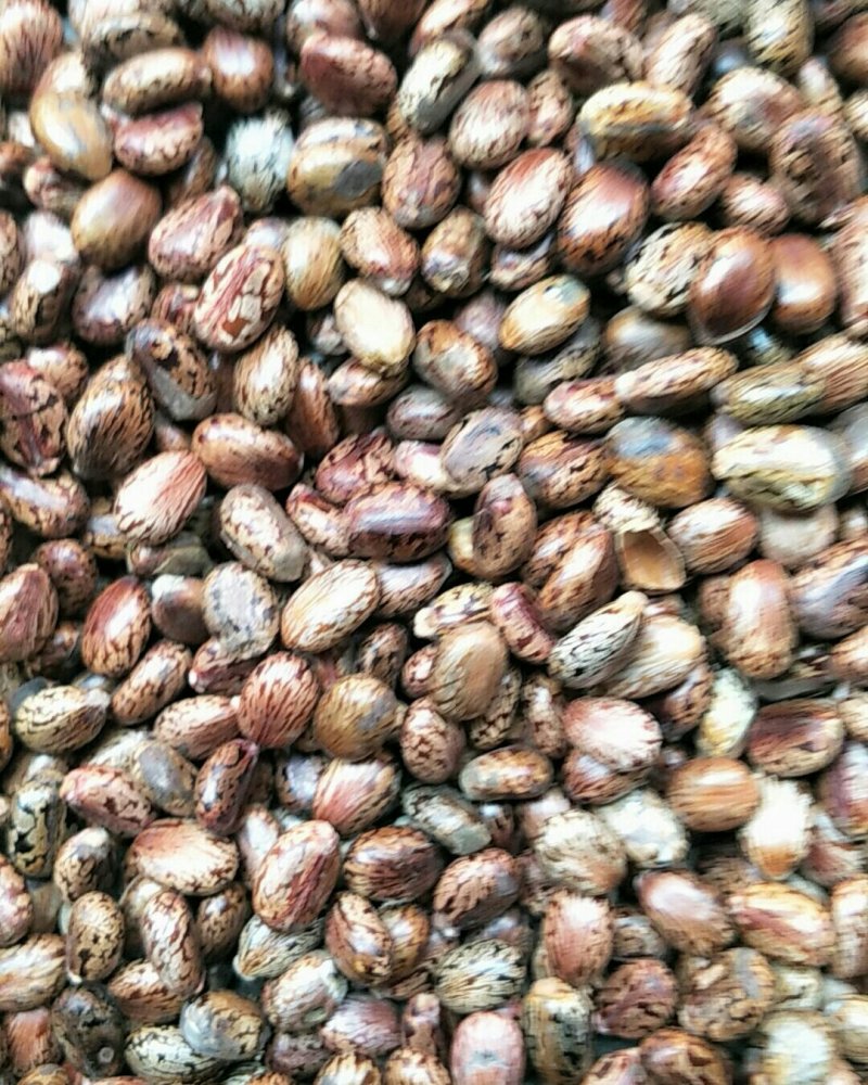蓖麻子，常年批发供应冷背中药材红蓖麻子，量大从优