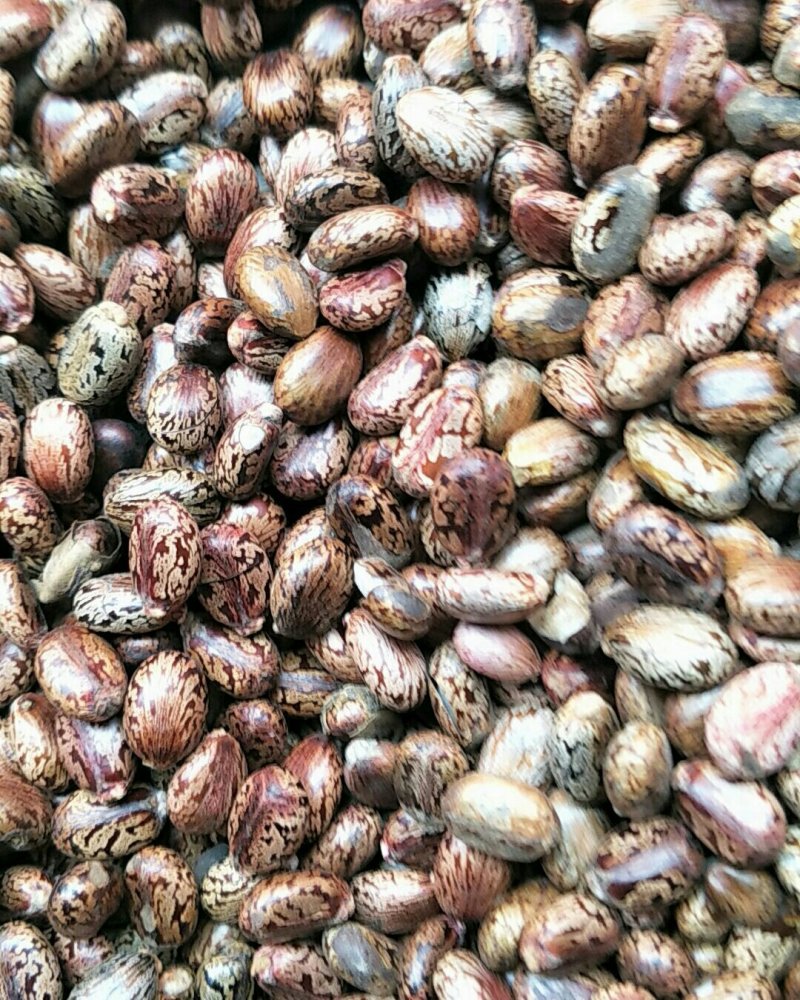 蓖麻子，常年批发供应冷背中药材红蓖麻子，量大从优