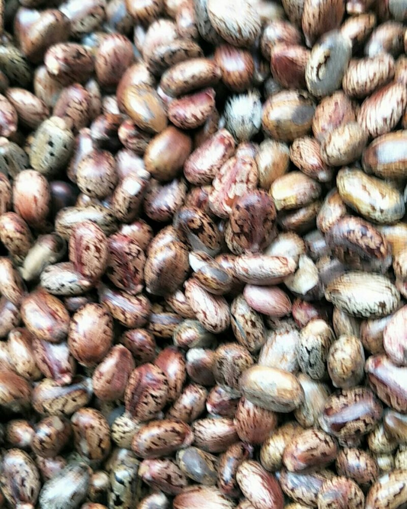蓖麻子，常年批发供应冷背中药材红蓖麻子，量大从优