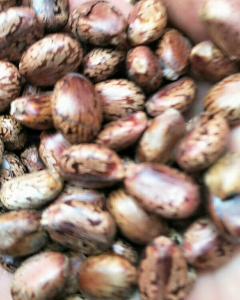 蓖麻子，常年批发供应冷背中药材红蓖麻子，量大从优
