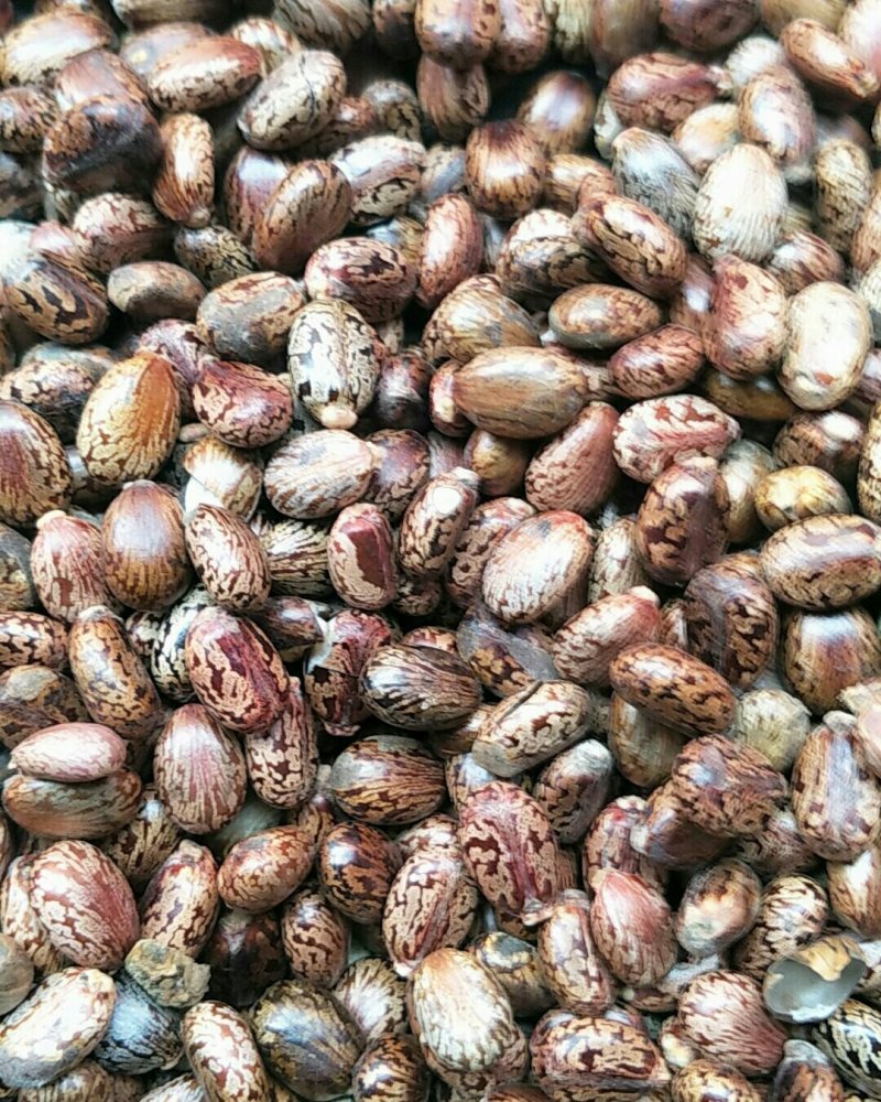 蓖麻子，常年批发供应冷背中药材红蓖麻子，量大从优