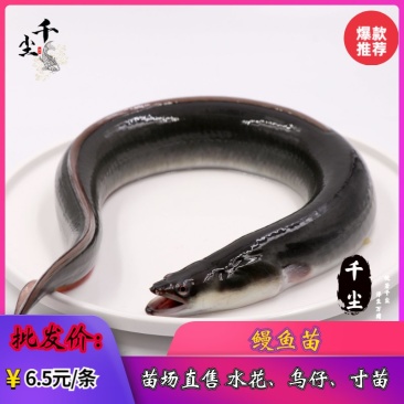 鳗鱼苗欧鳗鱼苗花鳗苗黑耳鳗鱼苗白鳝鱼苗